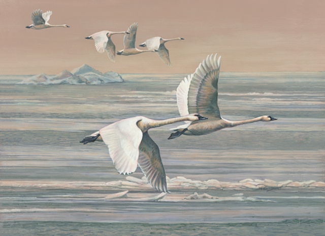 Tundra Swans